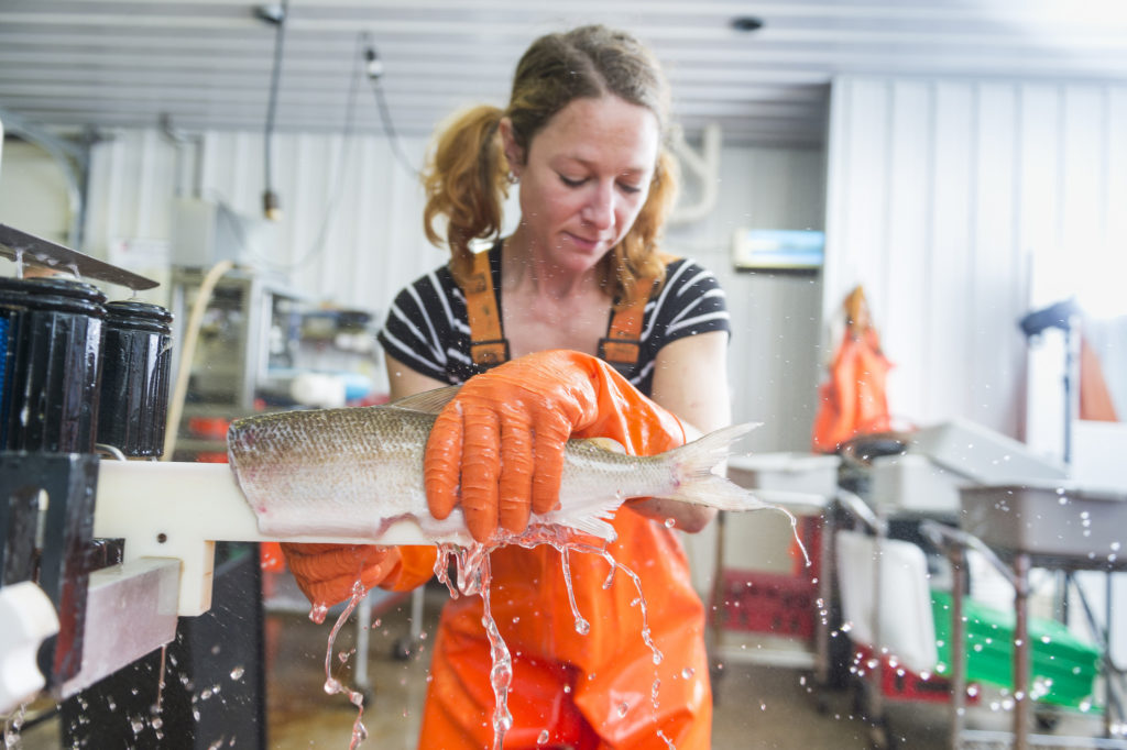 Woman in orange fishing bibs processing a fish.